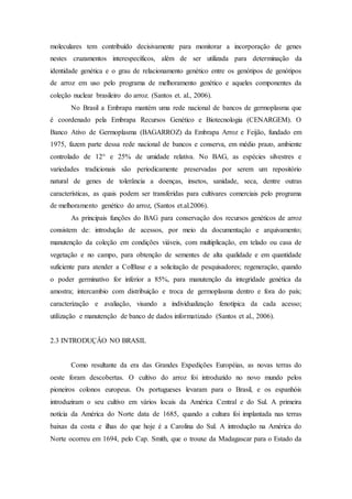moleculares tem contribuído decisivamente para monitorar a incorporação de genes
nestes cruzamentos interespecíficos, além de ser utilizada para determinação da
identidade genética e o grau de relacionamento genético entre os genótipos de genótipos
de arroz em uso pelo programa de melhoramento genético e aqueles componentes da
coleção nuclear brasileiro do arroz. (Santos et. al., 2006).
No Brasil a Embrapa mantém uma rede nacional de bancos de germoplasma que
é coordenado pela Embrapa Recursos Genético e Biotecnologia (CENARGEM). O
Banco Ativo de Germoplasma (BAGARROZ) da Embrapa Arroz e Feijão, fundado em
1975, fazem parte dessa rede nacional de bancos e conserva, em médio prazo, ambiente
controlado de 12° e 25% de umidade relativa. No BAG, as espécies silvestres e
variedades tradicionais são periodicamente preservadas por serem um repositório
natural de genes de tolerância a doenças, insetos, sanidade, seca, dentre outras
características, as quais podem ser transferidas para cultivares comerciais pelo programa
de melhoramento genético do arroz, (Santos et.al.2006).
As principais funções do BAG para conservação dos recursos genéticos de arroz
consistem de: introdução de acessos, por meio da documentação e arquivamento;
manutenção da coleção em condições viáveis, com multiplicação, em telado ou casa de
vegetação e no campo, para obtenção de sementes de alta qualidade e em quantidade
suficiente para atender a ColBase e a solicitação de pesquisadores; regeneração, quando
o poder germinativo for inferior a 85%, para manutenção da integridade genética da
amostra; intercambio com distribuição e troca de germoplasma dentro e fora do país;
caracterização e avaliação, visando a individualização fenotípica da cada acesso;
utilização e manutenção de banco de dados informatizado (Santos et al., 2006).
2.3 INTRODUÇÂO NO BRASIL
Como resultante da era das Grandes Expedições Européias, as novas terras do
oeste foram descobertas. O cultivo do arroz foi introduzido no novo mundo pelos
pioneiros colonos europeus. Os portugueses levaram para o Brasil, e os espanhóis
introduziram o seu cultivo em vários locais da América Central e do Sul. A primeira
notícia da América do Norte data de 1685, quando a cultura foi implantada nas terras
baixas da costa e ilhas do que hoje é a Carolina do Sul. A introdução na América do
Norte ocorreu em 1694, pelo Cap. Smith, que o trouxe da Madagascar para o Estado da
 