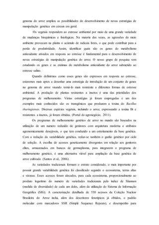 genoma do arroz ampliou as possibilidades do desenvolvimento de novas estratégias de
manipulação genética em cereais em geral.
Os vegetais respondem ao estresse ambiental por meio de uma grande variedade
de mudanças bioquímicas e fisiológicas. Na maioria das vezes, as agressões do meio
ambiente provocam na planta o acúmulo de radicais livres, o que pode contribuir para a
perda de produtividade. Assim, identificar quais são os genes do metabolismo
antioxidante ativados em resposta ao estresse é fundamental para o desenvolvimento de
novas estratégias de manipulação genética do arroz. O nosso grupo de pesquisa vem
estudando os genes e as enzimas do metabolismo antioxidante do arroz submetido ao
estresse salino.
Quando definirmos como esses genes são expressos em resposta ao estresse,
estaremos mais aptos a desenhar uma estratégia de introdução de um conjunto de genes
no genoma de arroz visando torná-lo mais resistente a diferentes formas de estresse
ambiental. A produção de plantas resistentes a insetos é uma das prioridades dos
programas de melhoramento. Várias estratégias já foram empregadas e um dos
exemplos mais conhecidos são os transgênicos que produzem a toxina do Bacillus
thuringiensis. Diversas espécies vegetais, incluindo o arroz, expressando a toxina Bt e
resistentes a insetos, já foram obtidas. (Portal do agronegócio, 2011).
Os programas de melhoramento genético de arroz no mundo são baseados na
utilização de um numero reduzido de genitores com arquitetura moderna e atributos
agronomicamente desejáveis, o que tem conduzido a um estreitamento da base genética.
Com a redução da variabilidade genética, reduz-se também o ganho genético por ciclo
de seleção. A escolha de acessos geneticamente divergentes em relação aos genitores
elites, armazenados em bancos de germoplasma, para integrarem o programa de
melhoramento genético, é uma alternativa viável para ampliação da base genética de
arroz cultivado (Santos et al., 2006).
As variedades tradicionais formam o estrato considerado, o mais importante por
possuir grande variabilidade genética foi classificado segundo o ecossistema, terras altas
e várzeas. Esses acessos foram alocados, para cada ecossistema, proporcionalmente ao
produto logaritmo do numero de variedades tradicionais pelo índice de Shannon
(medida de diversidade) de cada um deles, além da utilização do Sistema de Informação
Geográfica (SIG). A caracterização detalhada de 550 acessos da Coleção Nuclear
Brasileira do Arroz inclui, além dos descritores fenotípicos já obtidos, o padrão
molecular com marcadores SSR (Simple Sequence Repeats), e desempenho para
 
