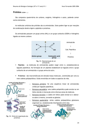 Resumos de Biologia e Geologia (10º e 11º anos) V1.1 Nuno Fernandes 2005/2006
24
Prótidos (COHN + …)
São compostos quaternários de carbono, oxigénio, hidrogénio e azoto, podendo conter
outros elementos.
As moléculas unitárias dos prótidos são os aminoácidos. Estes podem ligar-se por reacções
de condensação dando origem a péptidos e proteínas.
Os aminoácidos possuem um grupo amina (NH2) e um grupo carboxilo (COOH) e hidrogénio
ligados ao mesmo carbono.
 Péptidos – as moléculas de aminoácidos podem reagir entre si, estabelecendo-se
ligações peptídicas. Na formação de um péptido estabelecem-se ligações entre o grupo
carboxilo de um aminoácido e o grupo amina do outro.
 Proteínas – são macromoléculas de elevada massa molecular, constituídas por uma ou
mais cadeias polipeptídicas. Estão envolvidas em todos os aspectos da vida.
o Estrutura primária: há uma sequência linear de aminoácidos
unidos por ligações peptídicas.
o Estrutura secundária: uma cadeia polipetídica pode enrolar-se em
hélice devido à interacção entre diversas zonas da molécula.
o Estrutura terciária: a cadeia em hélice pode enrolar-se e dobrar-
se sobre si mesma, tornando-se globular.
o Estrutura quaternária: várias cadeias polipeptídicas globulares
organizam-se, estabelecendo interligações entre elas.
Fig. 13 – Representação de um
aminoácido.
Fig. 14 – Níveis de organização das
proteínas.
Aminoácido
↓
Cad. Peptídica
↓
Proteína
 