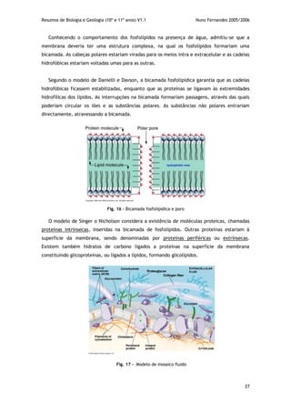 Resumos de Biologia e Geologia (10º e 11º anos) V1.1 Nuno Fernandes 2005/2006
27
Conhecendo o comportamento dos fosfolípidos na presença de água, admitiu-se que a
membrana deveria ter uma estrutura complexa, na qual os fosfolípidos formariam uma
bicamada. As cabeças polares estariam viradas para os meios intra e extracelular e as cadeias
hidrofóbicas estariam voltadas umas para as outras.
Segundo o modelo de Danielli e Davson, a bicamada fosfolipídica garantia que as cadeias
hidrofóbicas ficassem estabilizadas, enquanto que as proteínas se ligavam às extremidades
hidrofílicas dos lípidos. As interrupções na bicamada formariam passagens, através das quais
poderiam circular os iões e as substâncias polares. As substâncias não polares entrariam
directamente, atravessando a bicamada.
O modelo de Singer o Nicholson considera a existência de moléculas proteicas, chamadas
proteínas intrínsecas, inseridas na bicamada de fosfolípidos. Outras proteínas estariam à
superfície da membrana, sendo denominadas por proteínas periféricas ou extrínsecas.
Existem também hidratos de carbono ligados a proteínas na superfície da membrana
constituindo glicoproteínas, ou ligados a lípidos, formando glicolípidos.
Fig. 16 – Bicamada fosfolipídica e poro
Fig. 17 - Modelo de mosaico fluido
 