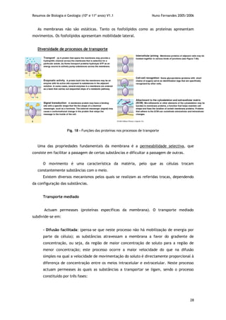 Resumos de Biologia e Geologia (10º e 11º anos) V1.1 Nuno Fernandes 2005/2006
28
As membranas não são estáticas. Tanto os fosfolípidos como as proteínas apresentam
movimentos. Os fosfolípidos apresentam mobilidade lateral.
Diversidade de processos de transporte
Uma das propriedades fundamentais da membrana é a permeabilidade selectiva, que
consiste em facilitar a passagem de certas substâncias e dificultar a passagem de outras.
O movimento é uma característica da matéria, pelo que as células trocam
constantemente substâncias com o meio.
Existem diversos mecanismos pelos quais se realizam as referidas trocas, dependendo
da configuração das substâncias.
Transporte mediado
Actuam permeases (proteínas específicas da membrana). O transporte mediado
subdivide-se em:
- Difusão facilitada: (pensa-se que neste processo não há mobilização de energia por
parte da célula); as substâncias atravessam a membrana a favor do gradiente de
concentração, ou seja, da região de maior concentração de soluto para a região de
menor concentração; este processo ocorre a maior velocidade do que na difusão
simples na qual a velocidade de movimentação do soluto é directamente proporcional à
diferença de concentração entre os meios intracelular e extracelular. Neste processo
actuam permeases às quais as substâncias a transportar se ligam, sendo o processo
constituído por três fases:
Fig. 18 – Funções das proteínas nos processos de transporte
 