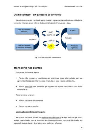 Resumos de Biologia e Geologia (10º e 11º anos) V1.1 Nuno Fernandes 2005/2006
36
Quimiossíntese – um processo de autotrofia
Na quimiossíntese não é utilizada a energia solar, mas a energia resultante da oxidação de
compostos minerais, sendo estes os dados primário de electrões, e não a água.
Transporte nas plantas
Dois grupos distintos de plantas:
 Plantas não vasculares, constituídas por organismos pouco diferenciados que não
apresentam tecidos condutores para a circulação de água e outras substâncias.
 Plantas vasculares sem sementes que apresentam tecidos condutores e uma maior
diferenciação.
Posteriormente surgiram:
 Plantas vasculares com sementes
 Plantas vasculares com flor
Localização dos sistemas de transporte
Nas plantas vasculares existem um duplo sistema de condução de água e solutos que utiliza
tecidos especializados que se organizam em feixes condutores, que estão localizados em
todos os órgãos da planta e dele fazem parte o xilema e o floema.
Fig. 23 – Etapas do processo quimiossintético
Substrato mineral
oxidado
Substrato mineral
(compostos azotados)
Aceptor
Moléculas
orgânicas
Oxidação
Redução
NADP+
NADPH + H+
ADP + P
ATP
 
