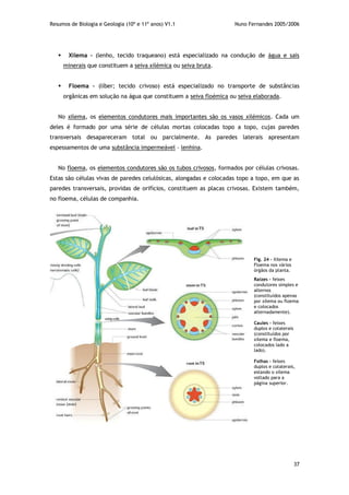 Resumos de Biologia e Geologia (10º e 11º anos) V1.1 Nuno Fernandes 2005/2006
37
 Xilema – (lenho, tecido traqueano) está especializado na condução de água e sais
minerais que constituem a seiva xilémica ou seiva bruta.
 Floema – (líber; tecido crivoso) está especializado no transporte de substâncias
orgânicas em solução na água que constituem a seiva floémica ou seiva elaborada.
No xilema, os elementos condutores mais importantes são os vasos xilémicos. Cada um
deles é formado por uma série de células mortas colocadas topo a topo, cujas paredes
transversais desapareceram total ou parcialmente. As paredes laterais apresentam
espessamentos de uma substância impermeável – lenhina.
No floema, os elementos condutores são os tubos crivosos, formados por células crivosas.
Estas são células vivas de paredes celulósicas, alongadas e colocadas topo a topo, em que as
paredes transversais, providas de orifícios, constituem as placas crivosas. Existem também,
no floema, células de companhia.
Fig. 24 – Xilema e
Floema nos vários
órgãos da planta.
Raízes – feixes
condutores simples e
alternos
(constituídos apenas
por xilema ou floema
e colocados
alternadamente).
Caules – feixes
duplos e colaterais
(constituídos por
xilema e floema,
colocados lado a
lado).
Folhas – feixes
duplos e colaterais,
estando o xilema
voltado para a
página superior.
 
