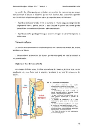 Resumos de Biologia e Geologia (10º e 11º anos) V1.1 Nuno Fernandes 2005/2006
40
As paredes das células-guarda que contactam com o ostíolo são mais espessas que as que
contactam com as células da epiderme, que são mais elásticas. Esta característica permite
abrir ou fechar o estoma de acordo com o grau de turgescência das células-guarda.
 Quando a célula está túrgida, devido ao aumento do volume, a água exerce pressão de
turgescência sobre a parede celular. A zona delgada da parede das células-guarda
distende-se e este movimento provoca a abertura do estoma.
 Quando as células-guarda perdem água, o estoma recupera a sua forma original e o
ostíolo fecha.
Transporte no floema
As substâncias produzidas nos órgãos fotossintéticos são transportadas através dos tecidos
condutores do floema.
A seiva elaborada é constituída por açúcar, que na maior parte dos casos é sacarose, e
outras substâncias.
Hipótese do fluxo de massa (Münch)
O transporte floémico ocorre devido a um gradiente de concentração de sacarose que se
estabelece entre uma fonte onde a sacarose é produzida e um local de consumo ou de
reserva.
Fig. 26 – Hipótese do fluxo de massa
 A glicose elaborada nos órgãos
fotossintéticos é convertida em sacarose;
 A sacarose passa, por transporte activo, para
o floema;
 A concentração de soluto aumenta no
floema, a pressão osmótica aumenta, ficando
superior à das células envolventes;
 A água movimenta-se dessas células para os
tubos crivosos, aumentando a pressão de
turgescência;
 A pressão de turgescência faz a água
movimentar-se para zonas de baixa pressão
osmótica;
 A sacarose é retirada do floema para locais
de consumo ou reserva por transporte activo;
 À medida que a sacarose abandona os tubos
crivosos, o mesmo acontece à água, que sai por
osmose para as células envolventes;
 Nos órgãos de consumo ou reserva a sacarose
é convertida em glicose.
 