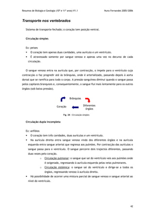 Resumos de Biologia e Geologia (10º e 11º anos) V1.1 Nuno Fernandes 2005/2006
42
Transporte nos vertebrados
Sistema de transporte fechado; o coração tem posição ventral.
Circulação simples
Ex: peixes
 O coração tem apenas duas cavidades, uma aurícula e um ventrículo.
 É atravessado somente por sangue venoso e apenas uma vez no decurso de cada
circulação.
O sangue venoso entra na aurícula que, por contracção, o impele para o ventrículo cuja
contracção o faz progredir até às brânquias, onde é arterializado, passando depois à aorta
dorsal que se ramifica para todo o corpo. A pressão sanguínea diminui quando o sangue passa
pelos capilares branquiais e, consequentemente, o sangue flui mais lentamente para os outros
órgãos (sob baixa pressão).
Circulação dupla incompleta
Ex: anfíbios
 O coração tem três cavidades, duas aurículas e um ventrículo.
 Na aurícula direita entra sangue venoso vindo dos diferentes órgãos e na aurícula
esquerda entra sangue arterial que regressa aos pulmões. Por contracção das aurículas o
sangue passa para o ventrículo. O sangue percorre dois trajectos diferentes, passando
duas vezes pelo coração.
o Circulação pulmonar: o sangue que sai do ventrículo vais aos pulmões onde
é oxigenado, regressando à aurícula esquerda pelas veias pulmonares.
o Circulação sistémica: o sangue sai do ventrículo e dirige-se a todos os
órgãos, regressando venoso à aurícula direita.
 Há possibilidade de ocorrer uma mistura parcial de sangue venoso e sangue arterial ao
nível do ventrículo.
Brânquias
Coração Diferentes
órgãos
Fig. 28 – Circulação simples
 