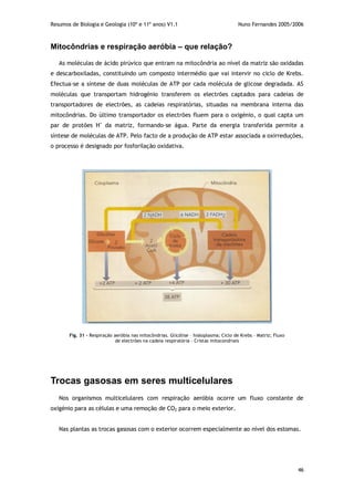 Resumos de Biologia e Geologia (10º e 11º anos) V1.1 Nuno Fernandes 2005/2006
46
Mitocôndrias e respiração aeróbia – que relação?
As moléculas de ácido pirúvico que entram na mitocôndria ao nível da matriz são oxidadas
e descarboxiladas, constituindo um composto intermédio que vai intervir no ciclo de Krebs.
Efectua-se a síntese de duas moléculas de ATP por cada molécula de glicose degradada. AS
moléculas que transportam hidrogénio transferem os electrões captados para cadeias de
transportadores de electrões, as cadeias respiratórias, situadas na membrana interna das
mitocôndrias. Do último transportador os electrões fluem para o oxigénio, o qual capta um
par de protões H+
da matriz, formando-se água. Parte da energia transferida permite a
síntese de moléculas de ATP. Pelo facto de a produção de ATP estar associada a oxirreduções,
o processo é designado por fosforilação oxidativa.
Trocas gasosas em seres multicelulares
Nos organismos multicelulares com respiração aeróbia ocorre um fluxo constante de
oxigénio para as células e uma remoção de CO2 para o meio exterior.
Nas plantas as trocas gasosas com o exterior ocorrem especialmente ao nível dos estomas.
Fig. 31 – Respiração aeróbia nas mitocôndrias. Glicólise – hialoplasma; Ciclo de Krebs – Matriz; Fluxo
de electrões na cadeia respiratória – Cristas mitocondriais
 