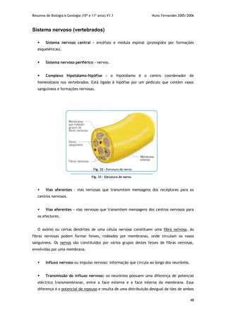 Resumos de Biologia e Geologia (10º e 11º anos) V1.1 Nuno Fernandes 2005/2006
48
Sistema nervoso (vertebrados)
 Sistema nervoso central – encéfalo e medula espinal (protegidos por formações
esqueléticas).
 Sistema nervoso periférico – nervos.
 Complexo hipotálamo-hipófise – o hipotálamo é o centro coordenador da
homeostasia nos vertebrados. Está ligado à hipófise por um pedículo que contém vasos
sanguíneos e formações nervosas.
 Vias aferentes – vias nervosas que transmitem mensagens dos receptores para os
centros nervosos.
 Vias eferentes – vias nervosas que transmitem mensagens dos centros nervosos para
os efectores.
O axónio ou certas dendrites de uma célula nervosa constituem uma fibra nervosa. As
fibras nervosas podem formar feixes, rodeados por membranas, onde circulam os vasos
sanguíneos. Os nervos são constituídos por vários grupos destes feixes de fibras nervosas,
envolvidas por uma membrana.
 Influxo nervoso ou impulso nervoso: informação que circula ao longo dos neurónios.
 Transmissão do influxo nervoso: os neurónios possuem uma diferença de potencial
eléctrico transmembranar, entre a face externa e a face interna da membrana. Essa
diferença é o potencial de repouso e resulta de uma distribuição desigual de iões de ambos
Fig. 32 – Estrutura do nervo.
Fig. 33 – Estrutura do nervo
 