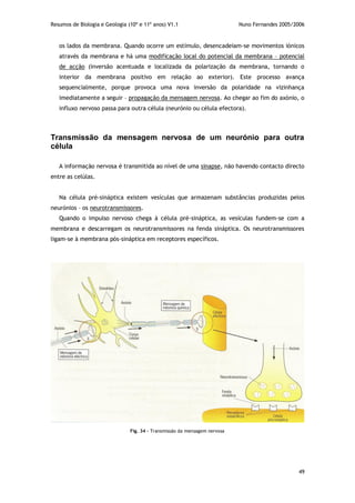 Resumos de Biologia e Geologia (10º e 11º anos) V1.1 Nuno Fernandes 2005/2006
49
os lados da membrana. Quando ocorre um estímulo, desencadeiam-se movimentos iónicos
através da membrana e há uma modificação local do potencial da membrana – potencial
de acção (inversão acentuada e localizada da polarização da membrana, tornando o
interior da membrana positivo em relação ao exterior). Este processo avança
sequencialmente, porque provoca uma nova inversão da polaridade na vizinhança
imediatamente a seguir – propagação da mensagem nervosa. Ao chegar ao fim do axónio, o
influxo nervoso passa para outra célula (neurónio ou célula efectora).
Transmissão da mensagem nervosa de um neurónio para outra
célula
A informação nervosa é transmitida ao nível de uma sinapse, não havendo contacto directo
entre as celúlas.
Na célula pré-sináptica existem vesículas que armazenam substâncias produzidas pelos
neurónios – os neurotransmissores.
Quando o impulso nervoso chega à célula pré-sináptica, as vesículas fundem-se com a
membrana e descarregam os neurotransmissores na fenda sináptica. Os neurotransmissores
ligam-se à membrana pós-sináptica em receptores específicos.
Fig. 34 – Transmissão da mensagem nervosa
 