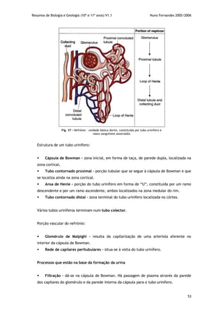 Resumos de Biologia e Geologia (10º e 11º anos) V1.1 Nuno Fernandes 2005/2006
53
Estrutura de um tubo urinífero:
 Cápsula de Bowman – zona inicial, em forma de taça, de parede dupla, localizada na
zona cortical.
 Tubo contornado proximal – porção tubular que se segue à cápsula de Bowman e que
se localiza ainda na zona cortical.
 Ansa de Henle – porção do tubo urinífero em forma de “U”, constituída por um ramo
descendente e por um ramo ascendente, ambos localizados na zona medular do rim.
 Tubo contornado distal – zona terminal do tubo urinífero localizada no córtex.
Vários tubos uriníferos terminam num tubo colector.
Porção vascular do nefrónio:
 Glomérulo de Malpighi – resulta da capilarização de uma arteríola aferente no
interior da cápsula de Bowman.
 Rede de capilares peritubulares – situa-se à volta do tubo urinífero.
Processos que estão na base da formação da urina
 Filtração – dá-se na cápsula de Bowman. Há passagem de plasma através da parede
dos capilares do glomérulo e da parede interna da cápsula para o tubo urinífero.
Fig. 37 – Nefrónio – unidade básica dorim, constituída por tubo urinífero e
vasos sanguíneos associados
 