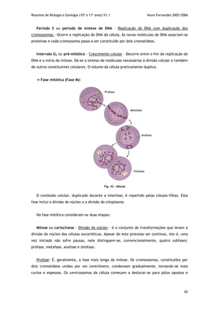 Resumos de Biologia e Geologia (10º e 11º anos) V1.1 Nuno Fernandes 2005/2006
62
Período S ou período de síntese de DNA – Replicação do DNA com duplicação dos
cromossomas – Ocorre a replicação do DNA da célula. Às novas moléculas de DNA associam-se
proteínas e cada cromossoma passa a ser constituído por dois cromatídeos.
Intervalo G2 ou pré-mitótico – Crescimento celular – Decorre entre o fim da replicação do
DNA e o início da mitose. Dá-se a síntese de moléculas necessárias à divisão celular e também
de outros constituintes celulares. O volume da célula praticamente duplica.
 Fase mitótica (Fase M):
O conteúdo celular, duplicado durante a interfase, é repartido pelas células-filhas. Esta
fase inclui a divisão do núcleo e a divisão do citoplasma.
Na fase mitótica consideram-se duas etapas:
Mitose ou cariocinese – Divisão do núcleo – é o conjunto de transformações que levam à
divisão do núcleo das células eucarióticas. Apesar de este processo ser contínuo, isto é, uma
vez iniciado não sofre pausas, nele distinguem-se, convencionalmente, quatro subfases:
profase, metafase, anafase e telofase.
Profase: É, geralmente, a fase mais longa da mitose. Os cromossomas, constituídos por
dois cromatídeos unidos por um centrómero, condensam gradualmente, tornando-se mais
curtos e espessos. Os centrossomas da célula começam a deslocar-se para pólos opostos e
Fig. 42 - Mitose
 