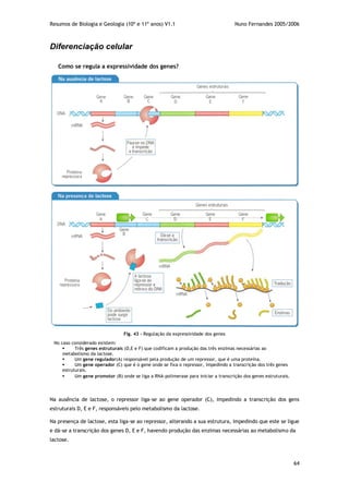Resumos de Biologia e Geologia (10º e 11º anos) V1.1 Nuno Fernandes 2005/2006
64
Diferenciação celular
Como se regula a expressividade dos genes?
Na ausência de lactose, o repressor liga-se ao gene operador (C), impedindo a transcrição dos gens
estruturais D, E e F, responsáveis pelo metabolismo da lactose.
Na presença de lactose, esta liga-se ao repressor, alterando a sua estrutura, impedindo que este se ligue
e dá-se a transcrição dos genes D, E e F, havendo produção das enzimas necessárias ao metabolismo da
lactose.
Fig. 43 – Regulação da expressividade dos genes
No caso considerado existem:
 Três genes estruturais (D,E e F) que codificam a produção das três enzimas necessárias ao
metabolismo da lactose.
 Um gene regulador(A) responsável pela produção de um repressor, que é uma proteína.
 Um gene operador (C) que é o gene onde se fixa o repressor, impedindo a transcrição dos três genes
estruturais.
 Um gene promotor (B) onde se liga a RNA-polimerase para iniciar a transcrição dos genes estruturais.
 