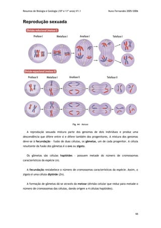 Resumos de Biologia e Geologia (10º e 11º anos) V1.1 Nuno Fernandes 2005/2006
66
Reprodução sexuada
Fig. 44 – Meiose
A reprodução sexuada mistura parte dos genomas de dois indivíduos e produz uma
descendência que difere entre si e difere também dos progenitores. A mistura dos genomas
deve-se à fecundação – fusão de duas células, os gâmetas, um de cada progenitor. A célula
resultante da fusão dos gâmetas é o ovo ou zigoto.
Os gâmetas são células haplóides – possuem metade do número de cromossomas
característicos da espécie (n).
A fecundação restabelece o número de cromossomas característicos da espécie. Assim, o
zigoto é uma célula diplóide (2n).
A formação de gâmetas dá-se através da meiose (divisão celular que reduz para metade o
número de cromossomas das células, dando origem a 4 células haplóides).
 