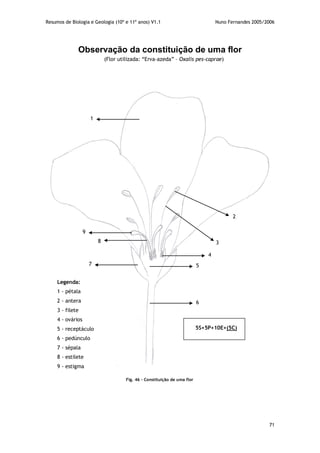 Resumos de Biologia e Geologia (10º e 11º anos) V1.1 Nuno Fernandes 2005/2006
71
Observação da constituição de uma flor
(Flor utilizada: “Erva-azeda” – Oxalis pes-caprae)
1
2
3
4
5
6
7
8
9
Legenda:
1 - pétala
2 - antera
3 - filete
4 - ovários
5 - receptáculo
6 - pedúnculo
7 - sépala
8 - estilete
9 - estigma
5S+5P+10E+(5C)
Fig. 46 – Constituição de uma flor
 
