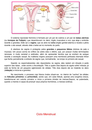 O sistema reprodutor feminino é formado por um par de ovários e um par de tubas uterinas
(ou trompas de Falópio), que desembocam no útero, órgão musculoso e oco, que aloja o embrião
durante a gravidez. Dele sai a vagina, que se abre na vulva (órgão genital externo) e recebe o pênis
durante o ato sexual; através dela o bebe sai no momento do parto.
A abertura da vagina é protegida pelos grandes e pequenos lábios (dobras de pele e
mucosa). Um pouco acima do orifício da uretra esta o clitóris, que, por possuir muitas terminações
nervosas, é muito sensível a estímulos, além de apresentar tecidos que se enchem de sangue
durante a excitação sexual. As mulheres virgens possuem uma membrana perfurada chamada hímen
que fecha parcialmente a entrada da vagina que, normalmente, se rompe no primeiro ato sexual.
Quando os espermatozoides são depositados na vagina, eles nadam em direção à parte
superior das tubas , onde ocorre a fecundação. Três a quatro dias depois do zigoto sofrer mitoses, já
está na forma de um pequeno aglomerado de células. Três dias depois ele se implanta no útero
(nidação) e inicia-se a gravidez.
No nascimento, o processo cujo futuros óvulos situam-se no interior de “cachos” de células:
os folículos primários ou primordiais, sendo que, em cada folículo, apenas uma ovogônia cresce,
transforma-se em ovócito primário e inicia a primeira divisão da meiose.Depois, na puberdade,
quando a menina é capaz de produzir seus próprios hormônios, a meiose continua.
Ciclo Menstrual
 