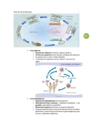 12
 Ciclo diplonte:
o Organismos diplontes (animais e algumas plantas);
o Meiose pré-gamética (ocorre durante a produção dos gâmetas);
o Os gâmetas são as únicas células haploides;
o A formação do organismo envolve mitoses sucessivas do
zigoto.
 Ciclo haplodiplonte:
o Organismos haplodiplontes (muitas plantas);
o Alternância de fases nucleares – haplófase e diplófase – e de
gerações –gametófita e esporófita;
o Meiose pré-espórica formando-se esporos haploides;
o Da germinaçãodo esporoe dasua divisãopormitosesresultao
gametófito,apartirdoqual se formamosgametângiosque,por
sua vez, originarão os gâmetas;
 