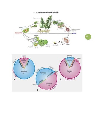 13
o O organismo adulto é diploide.
 