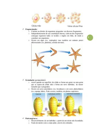 2
 Fragmentação:
o Consiste na divisão do organismo progenitor em diversos fragmentos;
o Independentemente da sua constituição interna, cada um dos fragmentos
consegue regenerar todos os tecidos e órgãos em falta, de modo a
constituir um organismo;
o Ocorre em algas (ex. espirogira), mas também em animais pouco
diferenciados (ex. planárias, estrelas-do-mar).
 Gemulação (gemiparidade):
o ocorre quando na superfície da célula se forma um gomo ou uma gema
que se separa da célula mãe e forma um novo indivíduo, de menor
tamanho que o progenitor;
o Ocorre em seres unicelulares (ex. leveduras) e em seres pluricelulares
(ex. esponja, hidra). Pode ocorrer, também, em plantas superiores.
 Partenogénese:
o Desenvolvimento de um indivíduo a partir de um oócito não fecundado;
o Fusão do núcleo com o corpo polar, através de estímulos;
 