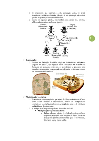 3
o Os organismos que recorrem a estas estratégias estão, no geral,
associados a ambientes isolados (ilhas) e é una estratégia alternativa
quando na população não existem machos;
o Ocorre em algumas plantas, mas também em animais (ex. abelhas,
afídeos, alguns peixes, anfíbios e répteis).
 Esporulação:
o Consiste na formação de células especiais denominadas mitósporos
(esporos por mitose), que originam novos seres vivos. Os esporos são
formados em estruturas especiais, os esporângios, e possuem uma
camada protetora muito espessa,pelo que são muito resistentes, mesmo
em ambientes desfavoráveis;
 Multiplicação vegetativa:
o Processo exclusivo das plantas que ocorre devido aos meristemas. Como
estas células mantêm a diferenciação, através da multiplicação
vegetativa, é possível que se formem novas plantas através de estruturas
multicelulares da planta-mãe;
o A multiplicação vegetativa pode ser natural ou artificial.
 Multiplicação vegetativa natural:
 Folhas: algumas plantas (ex. kalanchoe) desenvolvem
pequenos propágulos nas margens da folha. Cada um
deles é uma plântula em miniatura, que, ao cair no solo,
dá origem a uma planta adulta.
 