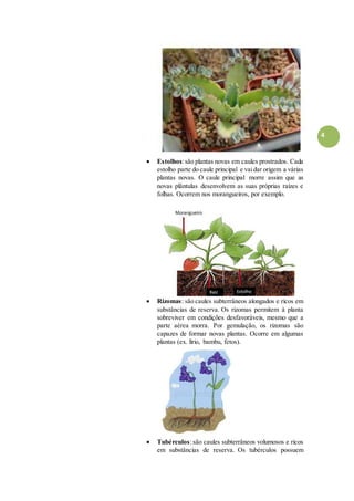 4
 Estolhos:são plantas novas em caules prostrados. Cada
estolho parte do caule principal e vaidar origem a várias
plantas novas. O caule principal morre assim que as
novas plântulas desenvolvem as suas próprias raízes e
folhas. Ocorrem nos morangueiros, por exemplo.
 Rizomas: são caules subterrâneos alongados e ricos em
substâncias de reserva. Os rizomas permitem à planta
sobreviver em condições desfavoráveis, mesmo que a
parte aérea morra. Por gemulação, os rizomas são
capazes de formar novas plantas. Ocorre em algumas
plantas (ex. lírio, bambu, fetos).
 Tubérculos:são caules subterrâneos volumosos e ricos
em substâncias de reserva. Os tubérculos possuem
 