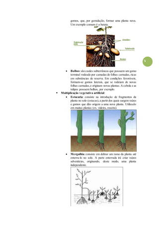5
gomos, que, por gemulação, formar uma planta nova.
Um exemplo comum é a batata.
 Bolbos:são caules subterrâneos que possuem um gomo
terminal rodeado por camadas de folhas carnudas, ricas
em substâncias de reserva. Em condições favoráveis,
formam-se gomos laterais, que se rodeiam de novas
folhas carnudas,e originam novas plantas. A cebola e as
tulipas possuem bolbos, por exemplo.
 Multiplicação vegetativa artificial:
 Estacaria: consiste na introdução de fragmentos da
planta no solo (estacas),a partir dos quais surgem raízes
e gomos que dão origem a uma nova planta. Utilizado
em muitas plantas (ex. videira, roseira).
 Mergulhia: consiste em dobrar um ramo da planta até
enterra-lo no solo. A parte enterrada irá criar raízes
adventícias, originando, deste modo, uma planta
independente.
 