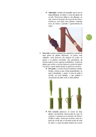 6
 Alporquia: variante da mergulhia que se usa na
impossibilidade de dobrar o ramo da planta até
ao solo. Neste caso, utiliza-se um alporque, ou
seja, corta-se um pouco da casca de um ramo e
envolve-se esta parte num plástico contendo
terra, de forma a permitir o aparecimento de
raízes.
 Enxertia:consiste na junção das superfícies cortadas de
duas partes de plantas diferentes. As partes mais
utilizadas neste processo são pedaços de caules ou
gomos e as plantas envolvidas são, geralmente, da
mesma espécie ou de espécies semelhantes. A parte da
planta que recebe o excerto chama-se cavalo (ou porta-
excerto) e a parte doada chama-se garfo (ou excerto).
 Por garfo: o cavalo é transversalmente cortado.
Depois, efetua-se uma fenda perpendicular, na
qual é introduzido o garfo. A zona de união é
envolta em terra húmida, o que ajudará à
cicatrização da união entre as duas plantas.
 Por encosto: juntam-se os ramos de duas
plantas, previamente descascados na zona de
contacto, e amarram-se os mesmos, de forma a
facilitar a união. Assim que cicatriza, corta-se a
parte do cavalo que se encontra acima da zona
de união e a parte da planta dadora do excerto
 