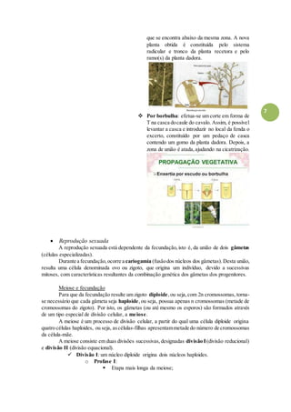 7
que se encontra abaixo da mesma zona. A nova
planta obtida é constituída pelo sistema
radicular e tronco da planta recetora e pelo
ramo(s) da planta dadora.
 Por borbulha: efetua-se um corte em forma de
T na casca docaule do cavalo. Assim, é possível
levantar a casca e introduzir no local da fenda o
excerto, constituído por um pedaço de casca
contendo um gomo da planta dadora. Depois, a
zona de união é atada,ajudando na cicatrização.
 Reprodução sexuada
A reprodução sexuada está dependente da fecundação,isto é, da união de dois gâmetas
(células especializadas).
Durante a fecundação,ocorre a cariogamia (fusãodos núcleos dos gâmetas).Desta união,
resulta uma célula denominada ovo ou zigoto, que origina um indivíduo, devido a sucessivas
mitoses, com características resultantes da combinação genética dos gâmetas dos progenitores.
Meiose e fecundação
Para que da fecundação resulte um zigoto diploide,ou seja,com 2n cromossomas, torna-
se necessário que cada gâmeta seja haploide,ou seja, possua apenas n cromossomas (metade de
cromossomas do zigoto). Por isto, os gâmetas (ou até mesmo os esporos) são formados através
de um tipo especial de divisão celular, a meiose.
A meiose é um processo de divisão celular, a partir do qual uma célula diploide origina
quatro células haploides, ou seja, ascélulas-filhas apresentammetade do número de cromossomas
da célula-mãe.
A meiose consiste em duas divisões sucessivas,designadas divisão I (divisão reducional)
e divisão II (divisão equacional).
 Divisão I: um núcleo diploide origina dois núcleos haploides.
o Profase I:
 Etapa mais longa da meiose;
 