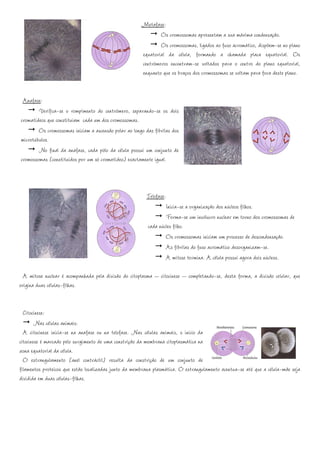 Metafase:
                                                               Os cromossomas apresentam a sua máxima condensação.
                                                               Os cromossomas, ligados ao fuso acromático, dispõem-se no plano
                                                       equatorial da célula, formando a chamada placa equatorial. Os
                                                       centrómeros encontram-se voltados para o centro do plano equatorial,
                                                       enquanto que os braços dos cromossomas se voltam para fora deste plano.


 Anafase:
        Verifica-se o rompimento do centrómero, separando-se os dois
cromatídeos que constituíam cada um dos cromossomas.
        Os cromossomas iniciam a ascensão polar ao longo das fibrilas dos
microtúbulos.
        No final da anafase, cada pólo da célula possui um conjunto de
cromossomas (constituídos por um só cromatídeo) exactamente igual.



                                                          Telofase:
                                                                   Inicia-se a organização dos núcleos filhos.
                                                                   Forma-se um invólucro nuclear em torno dos cromossomas de
                                                          cada núcleo filho.
                                                                   Os cromossomas iniciam um processo de descondensação.
                                                                   As fibrilas do fuso acromático desorganizam-se.
                                                                   A mitose termina. A célula possui agora dois núcleos.

 A mitose nuclear é acompanhada pela divisão do citoplasma – citocinese – completando-se, desta forma, a divisão celular, que
origina duas células-filhas.


  Citocinese:
        Nas células animais:
  A citocinese inicia-se na anafase ou na telofase. Nas células animais, o início da
citocinese é marcado pelo surgimento de uma constrição da membrana citoplasmática na
zona equatorial da célula.
  O estrangulamento (anel contráctil) resulta da constrição de um conjunto de
filamentos proteicos que estão localizadas junto da membrana plasmática. O estrangulamento acentua-se até que a célula-mãe seja
dividida em duas células-filhas.
 