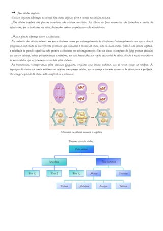 Nas células vegetais:
  Existem algumas diferenças na mitose das células vegetais para a mitose das células animais.
  Nas células vegetais das plantas superiores não existem centríolos. As fibras do fuso acromático são formadas a partir de
estruturas, que se localizam nos pólos, designadas centros organizadores de microtúbulos.

 Mas a grande diferença ocorre na citocinese.
 Ao contrário das células animais, em que a citocinese ocorre por estrangulamento do citoplasma (estrangulamento esse que se deve à
progressiva contracção de microfibrilas proteicas, que conduzem à divisão da célula-mãe em duas células-filhas), nas células vegetais,
a existência de parede esquelética não permite a citocinese por estrangulamento. Em vez disso, o complexo de Golgi produz vesículas
que contêm celulose, outros polissacarídeos e proteínas, que são depositadas na região equatorial da célula, devido à acção orientadora
de microtúbulos que se formam entre os dois pólos celulares.
 As biomoléculas, transportadas pelas vesículas Golgianas, originam uma lamela mediana, que se torna visível na telofase. A
deposição de celulose na lamela mediana vai originar uma parede celular, que se começa a formar do centro da célula para a periferia.
Ao atingir a parede da célula-mãe, completa-se a citocinese.




                                                 Citocinese em células animais e vegetais

                                                           Resumo do ciclo celular:
                                                                 Ciclo celular

                                     Interfase                                             Fase mitótica

                 Fase G1              Fase S                  Fase G2            Mitose                    Citocinese


                                                 Profase            Metafase              Anafase          Telofase
 