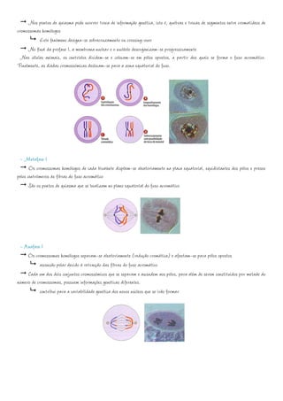 Nos pontos de quiasma pode ocorrer troca de informação genética, isto é, quebras e trocas de segmentos entre cromatídeos de
cromossomas homólogos
           Este fenómeno designa-se sobrecruzamento ou crossing-over
     No final da profase I, a membrana nuclear e o nucléolo desorganizam-se progressivamente
  Nas células animais, os centríolos dividem-se e colocam-se em pólos opostos, a partir dos quais se forma o fuso acromático.
Finalmente, as díadas cromossómicas deslocam-se para a zona equatorial do fuso.




 - Metafase I
       Os cromossomas homólogos de cada bivalente dispõem-se aleatoriamente na placa equatorial, equidistantes dos pólos e presos
pelos centrómeros às fibras do fuso acromático
       São os pontos de quiasma que se localizam no plano equatorial do fuso acromático




 - Anafase I
     Os cromossomas homólogos separam-se aleatoriamente (redução cromática) e afastam-se para pólos opostos
           ascensão polar devido à retracção das fibras do fuso acromático
     Cada um dos dois conjuntos cromossómicos que se separam e ascendem aos pólos, para além de serem constituídos por metade do
número de cromossomas, possuem informações genéticas diferentes.
           contribui para a variabilidade genética dos novos núcleos que se irão formar
 