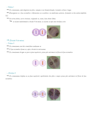 - Telofase I
    Os cromossomas, após chegarem aos pólos, começam a sua desespiralização, tornando-se finos e longos
     Desorganiza-se o fuso acromático e diferenciam-se os nucléolos e as membranas nucleares, formando-se dois núcleos haplóides
(n)
    Em certas células, ocorre citocinese, originando-se, assim, duas células-filhas.
           ou iniciam imediatamente a divisão II da meiose, ou iniciam-se após uma interfase curta




      Divisão II da meiose:
 - Profase II
    Os cromossomas com dois cromatídeos condensam-se
    O fuso acromático forma-se, após a divisão do centrossoma.
    Os cromossomas dirigem-se para a placa equatorial, presos pelo centrómero às fibras do fuso acromático




 - Metafase II
     Os cromossomas dispõem-se na placa equatorial, equidistantes dos pólos e sempre presos pelo centrómero às fibras do fuso
acromático
 