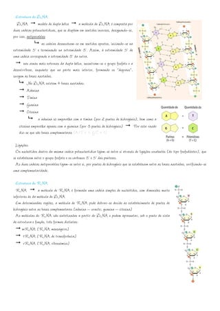 Estrutura do DNA
  DNA             modelo de dupla hélice      a molécula de DNA é composta por
duas cadeias polinucleotídicas, que se dispõem em sentidos inversos, designando-se,
por isso, antiparalelas
                    as cadeias desenvolvem-se em sentidos opostos, iniciando-se na
extremidade 5’ e terminando na extremidade 3’. Assim, à extremidade 5’ de
uma cadeia corresponde a extremidade 3’ da outra.
       nas zonas mais externas da dupla hélice, encontram-se o grupo fosfato e a
desoxirribose, enquanto que na parte mais interior, formando os “degraus”,
surgem as bases azotadas.
          No DNA existem 4 bases azotadas:
          Adenina
          Timina
          Guanina
          Citosina
                  a adenina só emparelha com a timina (por 2 pontes de hidrogénio), bem como a
    citosina emparelha apenas com a guanina (por 3 pontes de hidrogénio)            Por esta razão
    diz-se que são bases complementares (A/T = 1; G/C = 1)

  Ligações:
  Os nucleótidos dentro da mesma cadeia polinucleotídica ligam-se entre si através de ligações covalentes (do tipo fosfodiéster), que
se estabelecem entre o grupo fosfato e os carbonos 3’ e 5’ das pentoses.
  As duas cadeias antiparalelas ligam-se entre si, por pontes de hidrogénio que se estabelecem entre as bases azotadas, verificando-se
uma complementaridade.

  Estrutura do RNA
  RNA            a molécula de RNA é formada uma cadeia simples de nucleótidos, com dimensões muito
inferiores às da molécula de DNA
  Em determinadas regiões, a molécula de RNA pode dobrar-se devido ao estabelecimento de pontes de
hidrogénio entre as bases complementares (adenina – uracilo; guanina – citosina)
  As moléculas do RNA são sintetizadas a partir do DNA e podem apresentar, sob o ponto de vista
de estrutura e função, três formas distintas:
       mRNA (RNA mensageiro)
       tRNA (RNA de transferência)
       rRNA (RNA ribossómico)
 