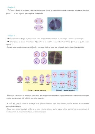 - Anafase II
      Ocorre a divisão do centrómero e dá-se a ascensão polar, isto é, os cromatídeos do mesmo cromossoma separam-se para pólos
opostos. os dois conjuntos que se separam são haplóides




 - Telofase II
      Os cromossomas atingem os pólos e iniciam a sua desespiralização, tornando-se finos, longos e invisíveis ao microscópio.
       Desorganiza-se o fuso acromático e diferenciam-se os nucléolos e as membranas nucleares, formando-se quatro núcleos
haplóides (n)
 Caso não tenha ocorrido citocinese na telofase I, o citoplasma divide-se nesta fase, originando quatro células-filhas haplóides




 Fecundação – é através da fecundação que os seres, que se reproduzem sexualmente, repõem o número de cromossomas normal para
a espécie, que antes tinha sido reduzido pela meiose a metade.

 A união dos gâmetas durante a fecundação é um fenómeno aleatório. Este facto contribui para um aumento da variabilidade
genética da descendência.
 Algum tempo após a fecundação verifica-se no ovo a primeira mitose, à qual se seguem outras, que irão levar ao aparecimento de
um indivíduo com as características típicas da espécie em questão.
 
