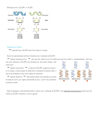 Diferenças entre o DNA e o RNA:




 Replicação do DNA
        capacidade que o DNA tem de dar cópias d si mesmo

  Antes da experimentação existiam 3 modelos para a replicação do DNA:
       hipótese semiconservativa          cada uma das cadeias serviria de molde para uma nova cadeia e, consequentemente, cada uma
das novas moléculas de DNA seria formada por uma cadeia antiga e uma
cadeia nova
       hipótese conservativa         a molécula de DNA progenitora manter-
se-ia íntegra, servindo apenas de molde para a formação da molécula-filha, a
qual seria formada por duas novas cadeias de nucleótidos
       hipótese dispersiva        cada molécula-filha seria formada por porções
da molécula inicial e por regiões sintetizadas de novo, a partir dos nucleótidos
presentes na célula


  Após investigação e experimentação pôde-se concluir que a replicação do DNA é uma replicação semiconservativa porque uma das
cadeias do DNA é mantida e a outra é gerada.
 