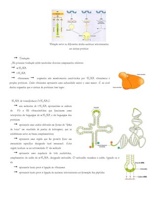 Relação entre os diferentes ácidos nucleicos intervenientes
                                                     na síntese proteica

         Tradução:
 No processo tradução estão envolvidos diversos componentes celulares:
       mRNA
       tRNA
        ribossomas         organelos não membranares constituídos por RNA ribossómico e
porções proteicas. Cada ribossoma apresenta uma subunidade maior e uma menor. É ao nível
destes organelos que a síntese de proteínas tem lugar.


 RNA de transferência (tRNA):
         nas moléculas de tRNA apresentam-se cadeias
de 75 a 80 ribonucleótidos que funcionam como
interpretes da linguagem do mRNA e da linguagem das
proteínas
         apresenta uma cadeia dobrada em forma de “folha
de trevo” em resultado de pontes de hidrogénio, que se
estabelecem entre as bases complementares
         apresenta uma região que lhe permite fixar um
aminoácido específico designado local amonoacil. Esta
região localiza-se na extremidade 3’ da molécula
         apresenta uma sequência de três nucleótidos,
complementar do codão do mRNA, designado anticodão. O anticodão reconhece o codão, ligando-se a
ele
         apresenta locais para a ligação ao ribossoma
         apresenta locais para a ligação às enzimas intervenientes na formação dos péptidos
 