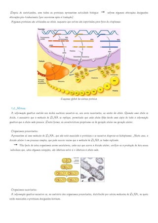 Depois de sintetizadas, nem todas as proteínas apresentam actividade biológica             sofrem algumas alterações designadas
alterações pós-traducionais (por ocorrerem após a tradução)
  Algumas proteínas são utilizadas na célula, enquanto que outras são exportadas para fora do citoplasma.




                                                  Esquema global da síntese proteica

 1.2 Mitose:
 A informação genética contida nos ácidos nucleicos encontra-se, nos seres eucariontes, no núcleo da célula. Quando uma célula se
divide, é necessário que a molécula de DNA se replique, permitindo que cada célula-filha herde uma cópia de toda a informação
genética que a célula-mãe possuía. Desta forma, as características perpetuam-se de geração celular em geração celular.

  Organismos procariontes:
  Apresentam só uma molécula de DNA, que não está associada a proteínas e se encontra dispersa no hialoplasma. Neste caso, a
divisão celular é um processo simples, que pode ocorrer assim que a molécula de DNA se tenha replicado.
          Pelo facto de estes organismos serem unicelulares, cada vez que ocorre a divisão celular, verifica-se a produção de dois novos
 indivíduos que, salvo algumas excepções, são idênticos entre si e idênticos à célula-mãe.




  Organismos eucariontes:
  A informação genética encontra-se, ao contrário dos organismos procariontes, distribuída por várias moléculas de DNA, as quais
estão associadas a proteínas designadas histonas.
 