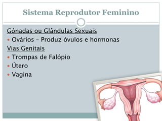 Sistema Reprodutor Feminino
Gónadas ou Glândulas Sexuais
 Ovários – Produz óvulos e hormonas
Vias Genitais
 Trompas de Falópio
 Útero
 Vagina

 