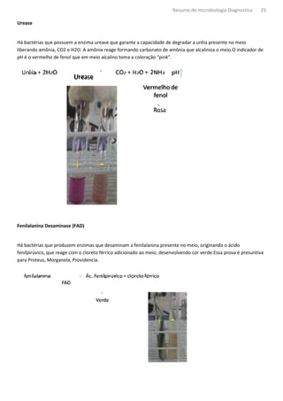 Resumo de microbiologia Diagnostica     25

Urease


Há bactérias que possuem a enzima urease que garante a capacidade de degradar a uréia presente no meio
liberando amônia, CO2 e H2O. A amônia reage formando carbonato de amônia que alcaliniza o meio.O indicador de
                                                       carbonato
pH é o vermelho de fenol que em meio alcalino toma a coloração “pink”.




Fenilalanina Desaminase (FAD)


Há bactérias que produzem enzimas que desaminam a fenilalanina presente no meio, originando o ácido
fenilpirúvico, que reage com o cloreto férrico adicionado ao meio, desenvolvendo cor verde.Essa prova é presuntiva
 enilpirúvico,
para Proteus, Morganela, Providencia.
 
