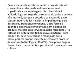 • Deve esperar ela se refazer, senão a própria raiz vai
crescendo e acaba quebrando o adensamento
superficial causado pelo gado. Se o herbicida é
aplicado logo em seguida da retirada do gado, a cultura
não morrerá, porque a bocada e os cascos do gado
causam trauma foliar na planta, impedindo que ela
absorva ou transloque o veneno. Outra forma é
quando a cobertura é implantada com objetivo de
produzir matéria seca (ervilhaca, nabo forrageiro). Há
rotação de cultura com talhões (AV/soja/trigo). Para
produzi-la, deve-se retardar o manejo da aveia
preta, pois ela produz sementes e entra em processo
de maturação fisiológica (30-40%). Essa porcentagem
fica no banco de sementes, germinando com a próxima
cultura.
 