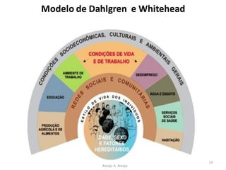 Modelo de Dahlgren e Whitehead
13
Araújo A. Araújo
 