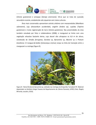 Unidade Executora
                                     Estadual do
                                     PRODETUR DE
                                     PERNAMBUCO




(Vismia guianensis) e jenipapo (Genipa americana). Vê-se que se trata de sucessão
secundária recente, estabelecida sob coqueirais sem tratos culturais.
       Área mais conservadas apresentam estrato arbóreo com massaranduba (Manilkara
salzmannii), caju (Anacardium occidentale), angelim (Andira sp), cupiúba (Tapirira
guianensis) e muita regeneração de lacre (Vismia guianensis). Nas proximidades da área
também estudada por Silva e colaboradores (2008), o manguezal se limita com uma
vegetação arbustiva bastante densa, cujo dossel não ultrapassa os 6,0 m de altura,
constituída de Simaba ferruginea, Ouratea sp, Byrsonima sp, Myrsine sp e Protium
brasiliense. O mangue-de-botão (Conocarpus erectus) viceja na linha de transição entre o
manguezal e a restinga (Figura 9).




Figura 8 – Ramo florido de Byrsonima sp, coletado nas restingas do Ariquindá, Tamadaré-PE. Material
depositado no Herbário Sérgio Tavares do Departamento de Ciência Florestal, UFRPE (Foto: Ângela
Miranda, outubro, 2010).




                                                                                                       26
                   Rua Hermógenes de Morais, 120 - Madalena – CEP 50.610-160 – Recife-PE
       Fone/Fax: (81) 3445-7033 – CNPJ: 70.073.275/0001-30 – E-mail: geosistemas@ geosistemas.com.br
 