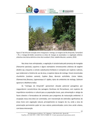 Unidade Executora
                                     Estadual do
                                     PRODETUR DE
                                     PERNAMBUCO




Figura 9. Na linha de transição entre manguezal e restinga, às margens do Rio Ariquindá, Tamandaré
– PE, o mangue-de-botão caracteriza as áreas de mangue já assoreadas e a vegetação arbóreo-
arbustiva mais densa delimita a área não inundável. (Foto: Isabelle Meunier, outubro, 2010)


       Nas áreas mais antropizadas, a vegetação é caracterizada pela presença de mangaba
(Hancornia speciosa), cajueiros e alguns exemplares remanescentes arbóreos de angelim
(Andira sp), enquanto o estrato subarbustivo-herbáceo é composto por espécies ruderais,
que evidenciam a história de uso da área, e espécies típicas de restinga. Foram encontradas
chumbinho (Lantana camara), Cuphea flava, Borreria verticillata, Urena lobata,
Chamaecrista flexuosa, Lagenocarpus cf. rigidus, típica de ambientes de restinga, Solanum
agrarium e Waltheria indica.
       As “restingas do Ariquindá” apresentam elevado potencial paisagístico por
resguardarem características das paisagens litorâneas de Pernambuco, com espécies de
importância econômica e cultural para as populações locais, para alimentação e abrigo da
fauna silvestre e fornecedoras de sementes para programas de restauração ambiental. A
ocupação nessa área deve ser controlada, com manutenção de extensões significativas de
áreas livres com vegetação natural, principalmente às margens do rio, onde a área de
preservação permanente pode ter seus valores potencializados como área verde urbana,
com baixa intervenção.
                                                                                                       27
                   Rua Hermógenes de Morais, 120 - Madalena – CEP 50.610-160 – Recife-PE
       Fone/Fax: (81) 3445-7033 – CNPJ: 70.073.275/0001-30 – E-mail: geosistemas@ geosistemas.com.br
 
