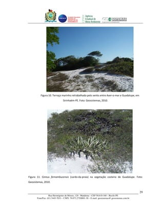 Unidade Executora
                                     Estadual do
                                     PRODETUR DE
                                     PERNAMBUCO




          Figura 10. Terraço marinho retrabalhado pelo vento entre Aver-o-mar e Guadalupe, em
                                 Sirinhaém-PE. Foto: Geosistemas, 2010.




Figura 11. Cereus fernambucensis (cardo-da-praia) na vegetação costeira de Guadalupe. Foto:
Geosistemas, 2010.


                                                                                                       29
                   Rua Hermógenes de Morais, 120 - Madalena – CEP 50.610-160 – Recife-PE
       Fone/Fax: (81) 3445-7033 – CNPJ: 70.073.275/0001-30 – E-mail: geosistemas@ geosistemas.com.br
 