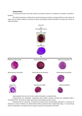 GRANULOPOESE
         As células granulociticas são todas aquelas que possuem grânulos no citoplasma: neutrófilos, eosinófilos e
basófilos;
         São células produzidas na medula óssea, permanecendo pouco tempo no sangue periférico, sendo capazes de
migrar para os tecidos mediante a presença de fatores quimiotáticos (fatores liberados nos tecidos que atraem as
células de defesa).

                                                     Stem Cell

                                               UFC-g (granulocitos)

                                                 Mieloblasto (Mb)




                                                   Promielócito




  Mielocito (Neutrófilo)                     Mielócito de Eosinófilo                  Mielócito de Basófilo




Metamielócito (neutrófilo)                Metamielócito de Eosinófilo               Metamielócito de Basófilo




   Bastonete                                 Bastão de Eosinófilo                        Bastão de Basófilo




         A granulopoese dura cerca de 11 dias e pode ser dividida em compartimentos.
         Compartimento de reprodução: responsável pelas divisões celulares, formado por mieloblasto (Mb) e
Promielócito (Pm). Nessa fase as células apresentam as granulações primarias (azuis).
         Compartimento de maturação: corresponde ao aparecimento de granulações especificas e a processos de
lobulação do núcleo: Mielócito (m), Metamielócito (Mtm), Bastonete (Bt) e Segmentados (Seg). O nucleo dessas
células correspondem ao amadurecimento, enquanto o granulos correspondem às famílias.
 