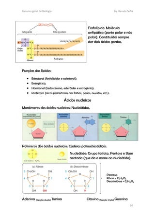 Resumo geral de Biologia by. Renata Sofia
10
Fosfolípido: Molécula
anfipática (parte polar e não
polar). Constituídos sempre
dor dois ácidos gordos.
Funções dos lípidos:
 Estrutural (fosfolípidos e colesterol);
 Energética;
 Hormonal (testosterona, esteróides e estrogénio);
 Protetora (ceras protectoras das folhas, penas, ouvidos, etc.).
Ácidos nucleicos
Monómeros dos ácidos nucleicos: Nucleótidos.
Polímeros dos ácidos nucleicos: Cadeias polinucleotídicas.
Nucleótido: Grupo fosfato, Pentose e Base
azotada (que da o nome ao nucleótido).
Adenina (ligação dupla) Timina Citosina (ligação tripla) Guanina
Pentose:
Ribose = C5H10O5
Desoxirribose = C5H10O4
 