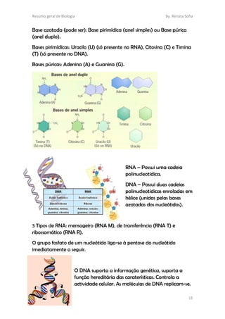 Resumo geral de Biologia by. Renata Sofia
11
Base azotada (pode ser): Base pirimídica (anel simples) ou Base púrica
(anel duplo).
Bases pirimídicas: Uracilo (U) (só presente no RNA), Citosina (C) e Timina
(T) (só presente no DNA).
Bases púricas: Adenina (A) e Guanina (G).
RNA – Possui uma cadeia
polinucleotídica.
DNA – Possui duas cadeias
polinucleotídicas enroladas em
hélice (unidas pelas bases
azotadas dos nucleótidos).
3 Tipos de RNA: mensageiro (RNA M), de transferência (RNA T) e
ribossomático (RNA R).
O grupo fosfato de um nucleótido liga-se à pentose do nucleótido
imediatamente a seguir.
O DNA suporta a informação genética, suporta a
função hereditária das caraterísticas. Controla a
actividade celular. As moléculas de DNA replicam-se.
 