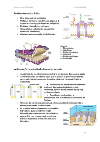 Resumo geral de Biologia by. Renata Sofia
14
Modelo do mosaico fluido:
 Uma bicamada de fosfolípidos;
 Proteínas periféricas ou extrínsecas, dispersas à
superfície e com ligações fracas aos fosfolípidos;
 Proteínas integradas ou intrínsecas;
 Glicoproteínas e glicolípidos na superfície
exterior da membrana;
 Colesterol, entre as caudas dos fosfolípidos.
A designação mosaico fluido deve-se ao facto de:
 A superfície das membranas se assemelhar a um conjunto de pequenas peças;
 A membrana não ser estática, dado que os lípidos e as proteínas embebidas
na camada lipídica movem-se, dotando a bicamada de grande fluidez e
mobilidade:
 As moléculas de fosfolípidos movimentam-
se através de movimentos laterais e, mais
raramente, através de movimentos de flip-flop
ou de cambalhota;
 As proteínas movimentam-se
lateralmente, mas nunca fazem o movimento de
flip-flop.
 O interior da membrana plasmática é extremamente hidrofóbico devido à
presença das caudas dos fosfolípidos;
 As proteínas integradas possuem aminoácidos
hidrofóbicos que penetram na região
hidrofóbica da dupla camada de fosfolípidos;
 A superfície, com a presença de proteínas e
hidratos de carbono, forma uma estrutura
hidrofílica.
Legenda:
1 – Glicoproteína;
2 – Glicolípido;
3 – Proteína intrínseca;
4 – Colesterol;
5 – Proteína extrínseca;
6 – Fosfolípido.
 