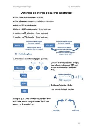 Resumo geral de Biologia by. Renata Sofia
20
Obtenção de energia pelos seres autotróficos
ATP – Fonte de energia para a célula.
ATP – adenosina trifosfato (ou trifosfato adenosina)
Adenina + Ribose = Adenosina
1 fosfatos – AMP (monofosfato – ácido fosfórico)
2 fosfatos – ADP (difosfato – ácido fosfórico)
3 fosfatos – ATP (trifosfato – ácido fosfórico)
A energia está contida nas ligações químicas.
Quando a célula precisa de energia,
degrada as moléculas de ATP, pois
estas libertam energia ao formar
ATP.
Oxidação/Redução = Redox
•por transferência de eletrões
Sempre que uma substância perde e-
fica
oxidada, e sempre que uma substância
ganha e-
fica reduzida.
 