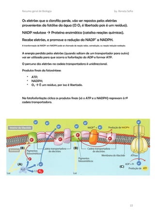 Resumo geral de Biologia by. Renata Sofia
22
Os eletrões que a clorofila perde, vão ser repostos pelos eletrões
provenientes da fotólise da água (O O2 é libertado pois é um resíduo).
NADP redutase  Proteína enzimática (catalisa reações químicas).
Recebe eletrões, e promove a redução do NADP+
a NADPH.
A transformação de NADP+ em NADPH pode ser chamada de reação redox, oxirredução, ou reação redução-oxidação.
A energia perdida pelos eletrões (quando saltam de um transportador para outro)
vai ser utilizada para que ocorra a fosforilação do ADP e formar ATP.
O percurso dos eletrões na cadeia transportadora é unidireccional.
Produtos finais da fotossíntese:
* ATP;
* NADPH;
* O2  É um resíduo, por isso é libertado.
Na fotofosforilação cíclica os produtos finais (só o ATP e o NADPH) regressam à 1ª
cadeia transportadora.
 