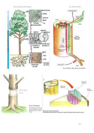 Resumo geral de Biologia by. Renata Sofia
29
 