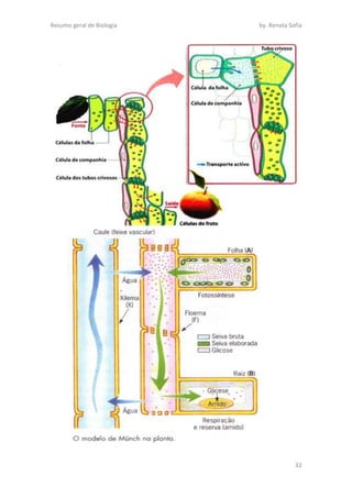 Resumo geral de Biologia by. Renata Sofia
32
 